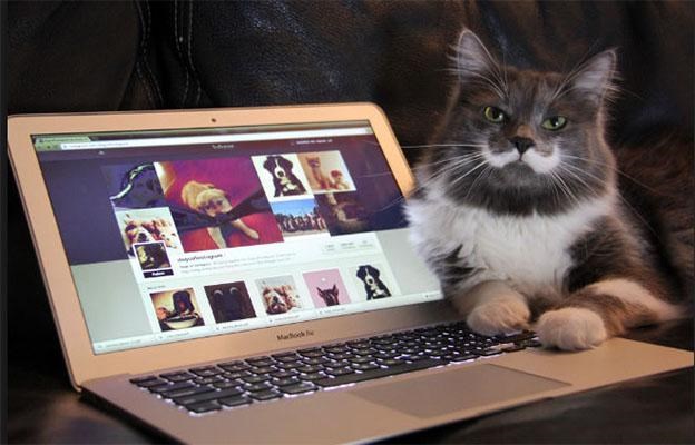 как продвигать кота в инстаграме